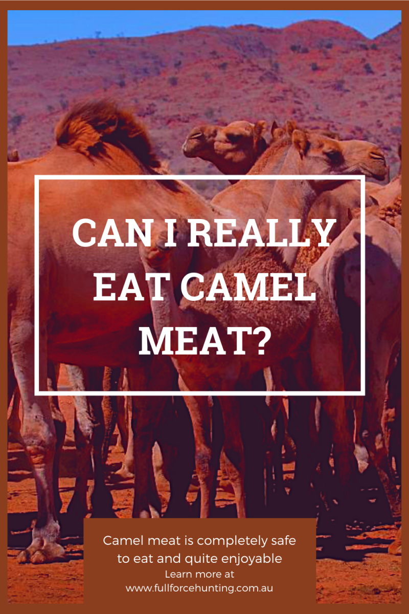 Can we really eat camel meat?